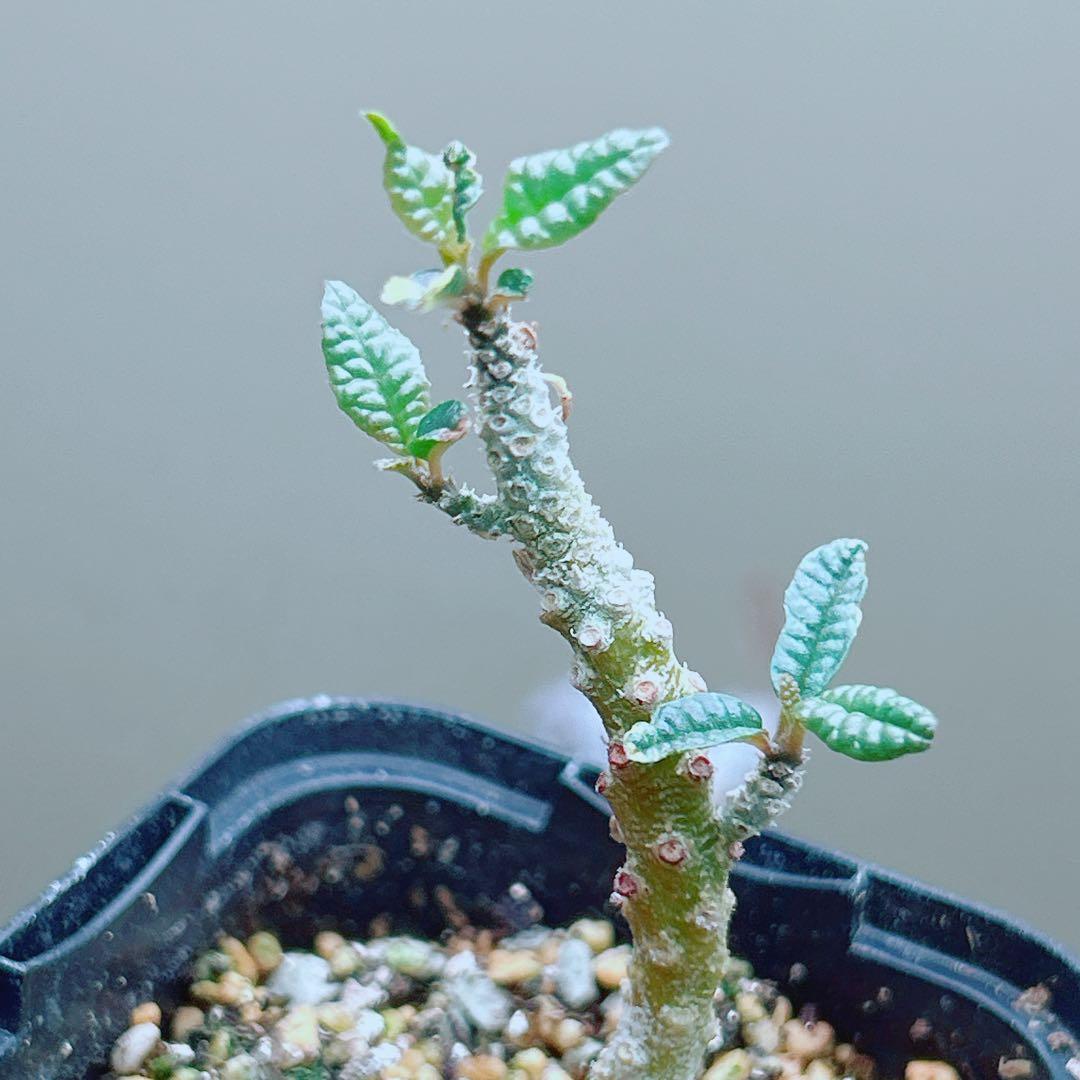 【早い者勝ち★発根済】　ドルステニア ギガス ブラータ 短葉 シルバーリーフ