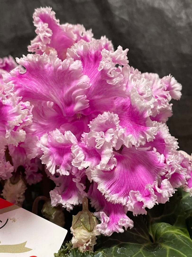 まつのり　シクラメン　セット