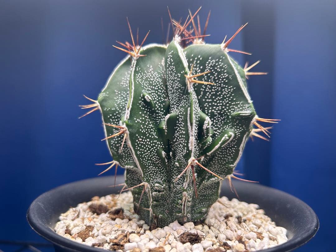 アストロフィツム　複隆白条般若　瑠璃兜錦群生