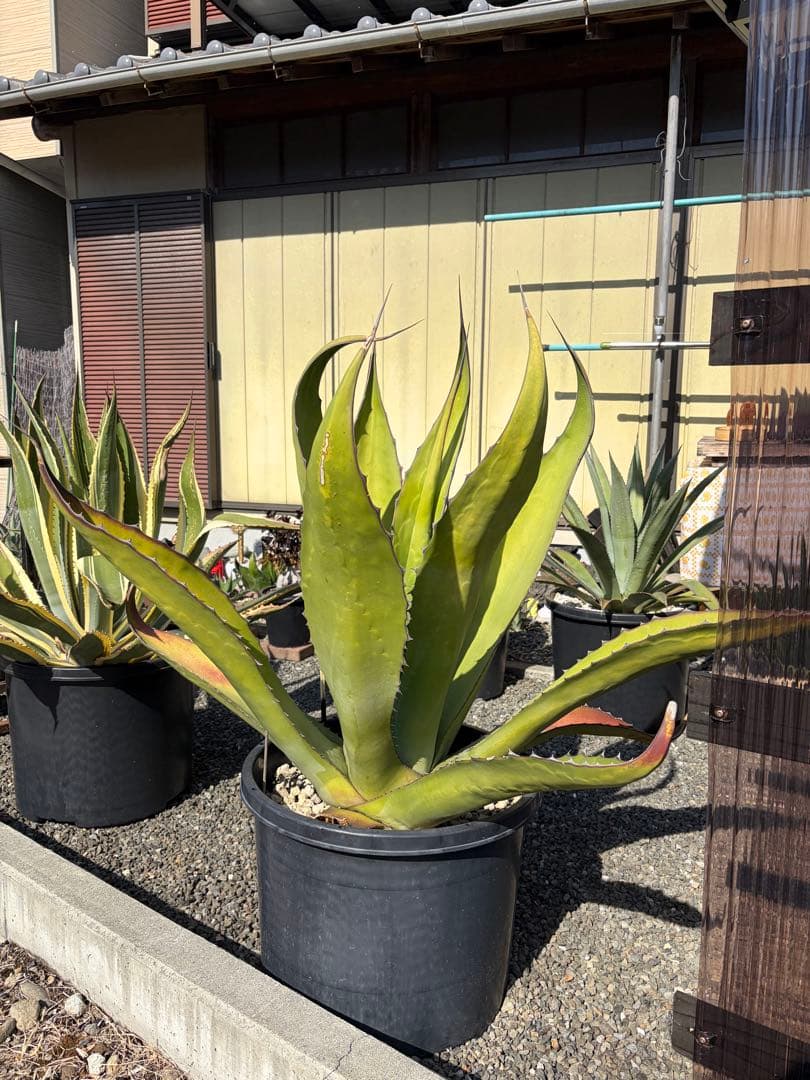 引き取り限定 アガベ サルミアナ フェロックス