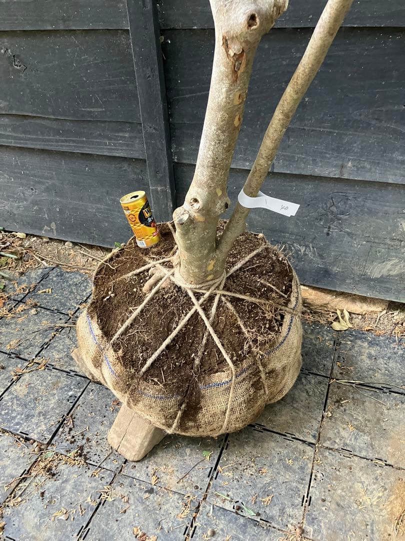 40 山採り　ドウダンツツジ