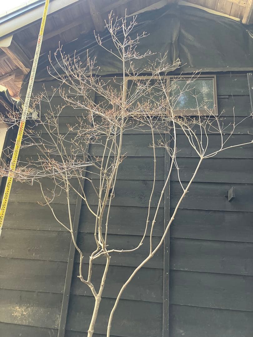 40 山採り　ドウダンツツジ