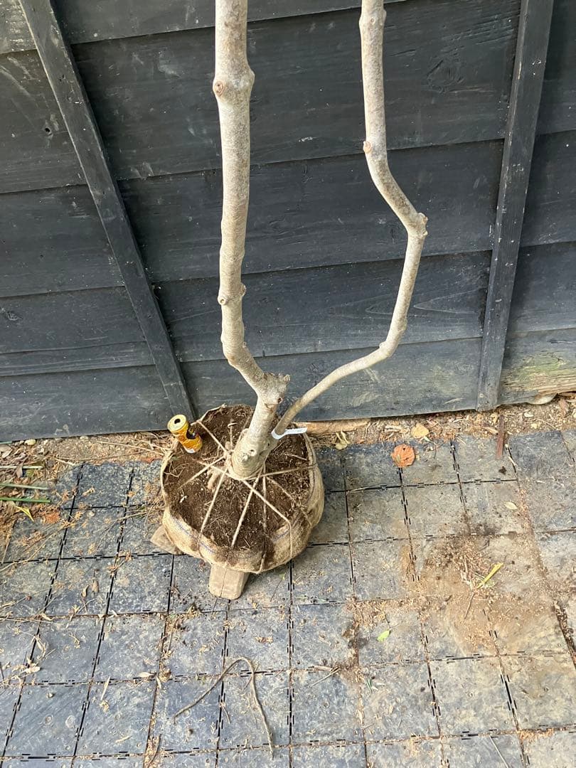 40 山採り　ドウダンツツジ