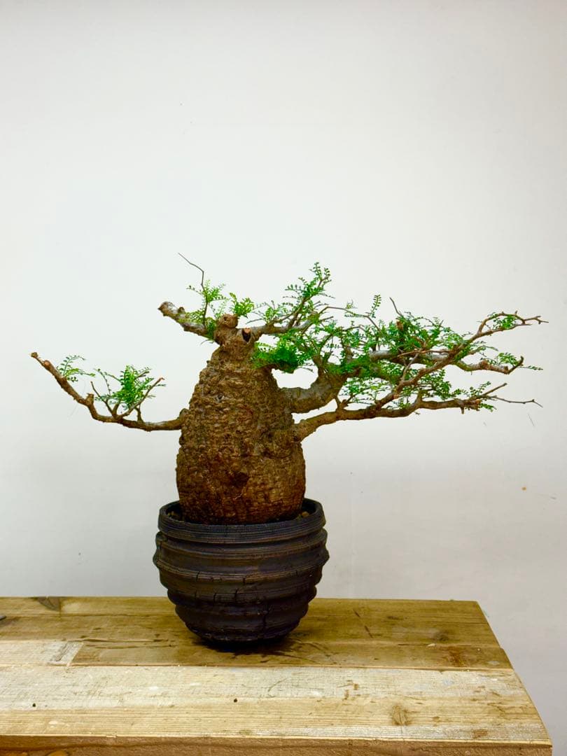 【スペシャルコレクション株式】オペルクリカリア　パキプス【小石原焼】【発根済】