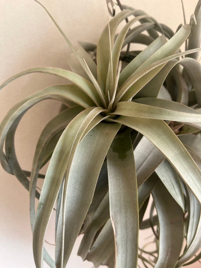 キセログラフィカ