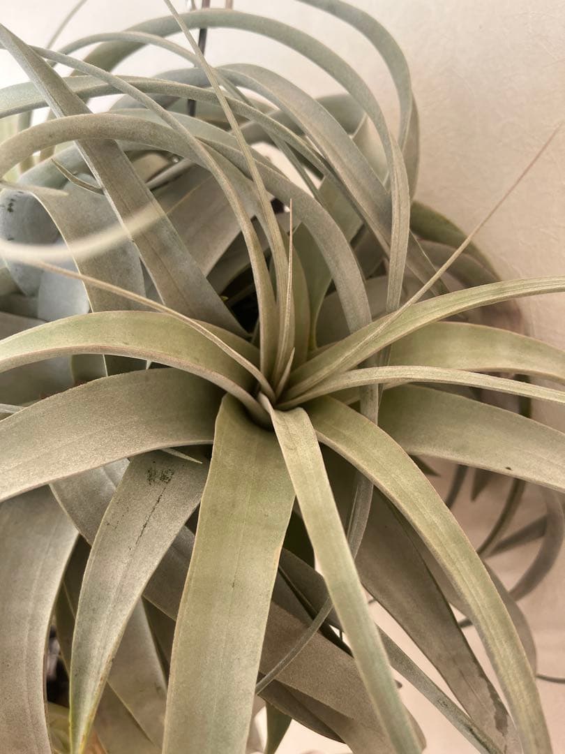 キセログラフィカ