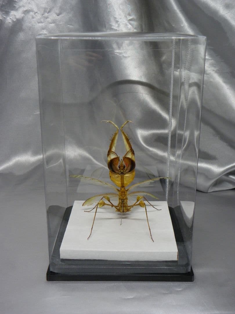 ニセハナマオウカマキリ ♂ 立体標本