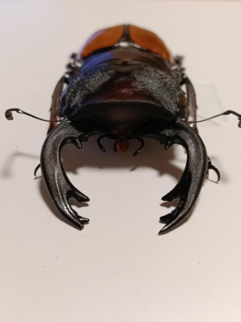 フェモラリスツヤクワガタ 標本