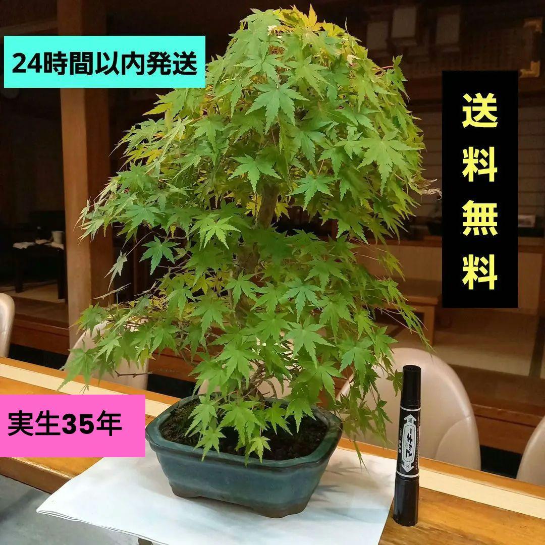盆栽　もみじ　落葉済　インテリア　紅葉　中型　送料無料　BONSAI　博士ちゃん