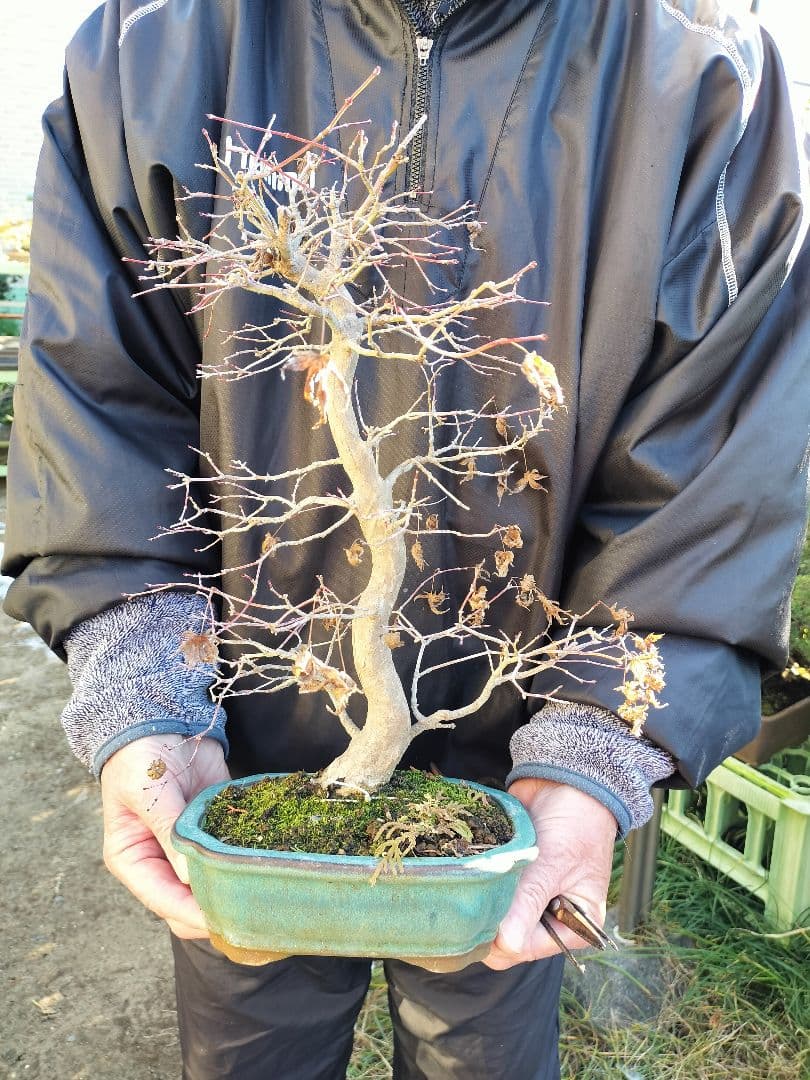 盆栽　もみじ　落葉済　インテリア　紅葉　中型　送料無料　BONSAI　博士ちゃん