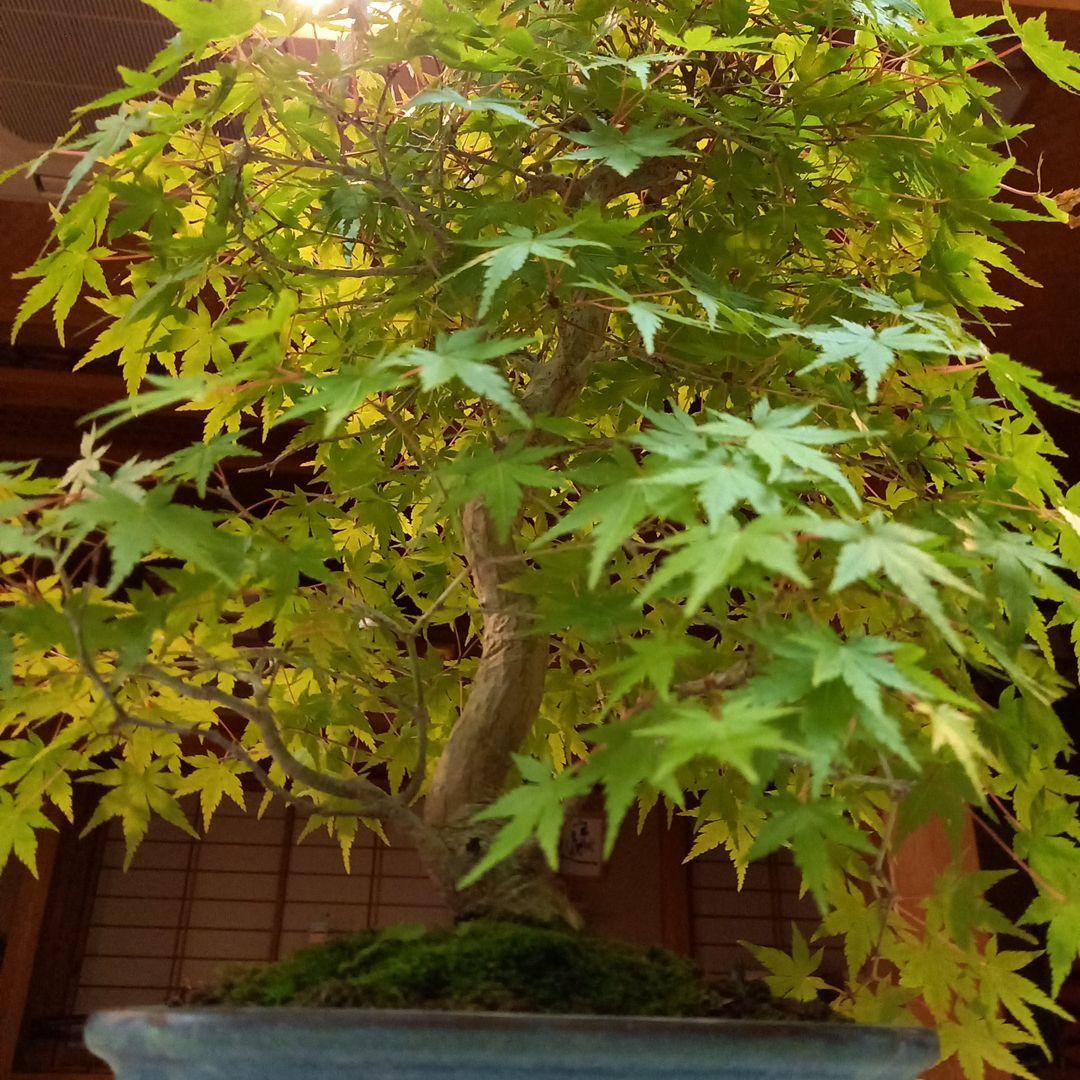 盆栽　もみじ　落葉済　インテリア　紅葉　中型　送料無料　BONSAI　博士ちゃん