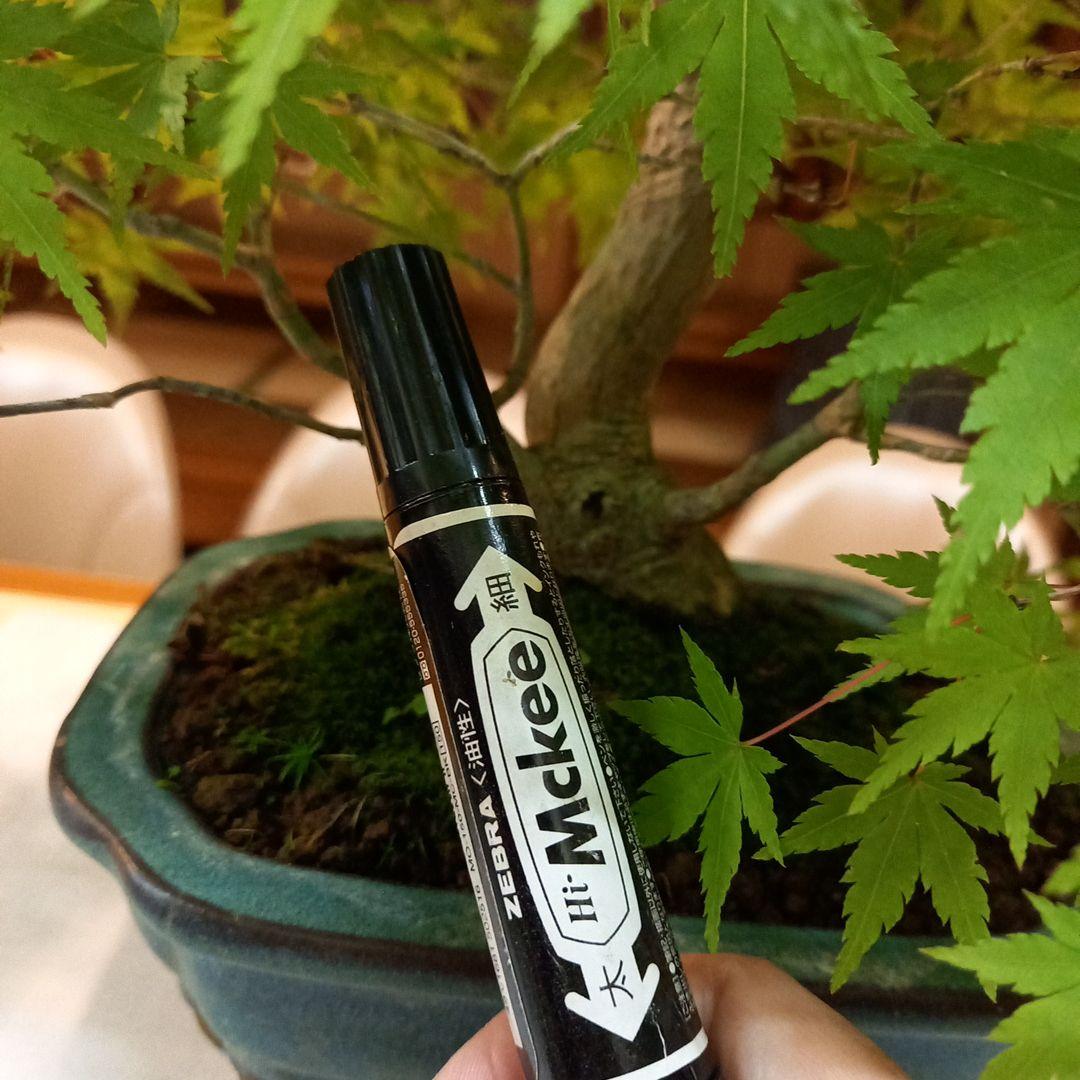 盆栽　もみじ　落葉済　インテリア　紅葉　中型　送料無料　BONSAI　博士ちゃん