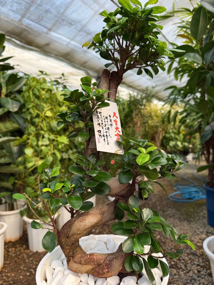 【特級品】ガジュマル 曲がり 昇り龍 盆栽仕立て 葉付き多め 8号鉢 専用皿付き
