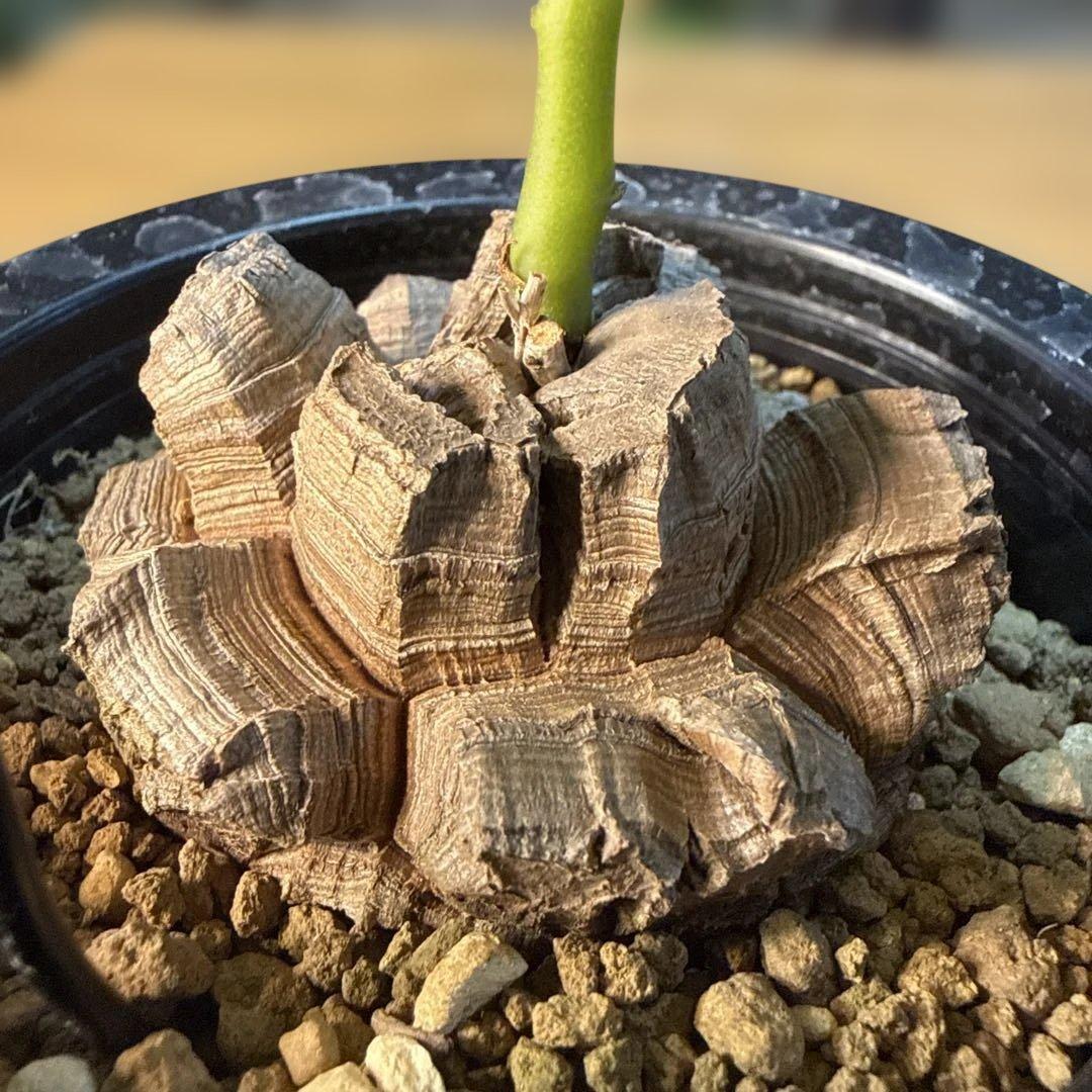 【極上】亀甲竜 5号ロングポット バキバキ 速達 塊根植物 コーデックス