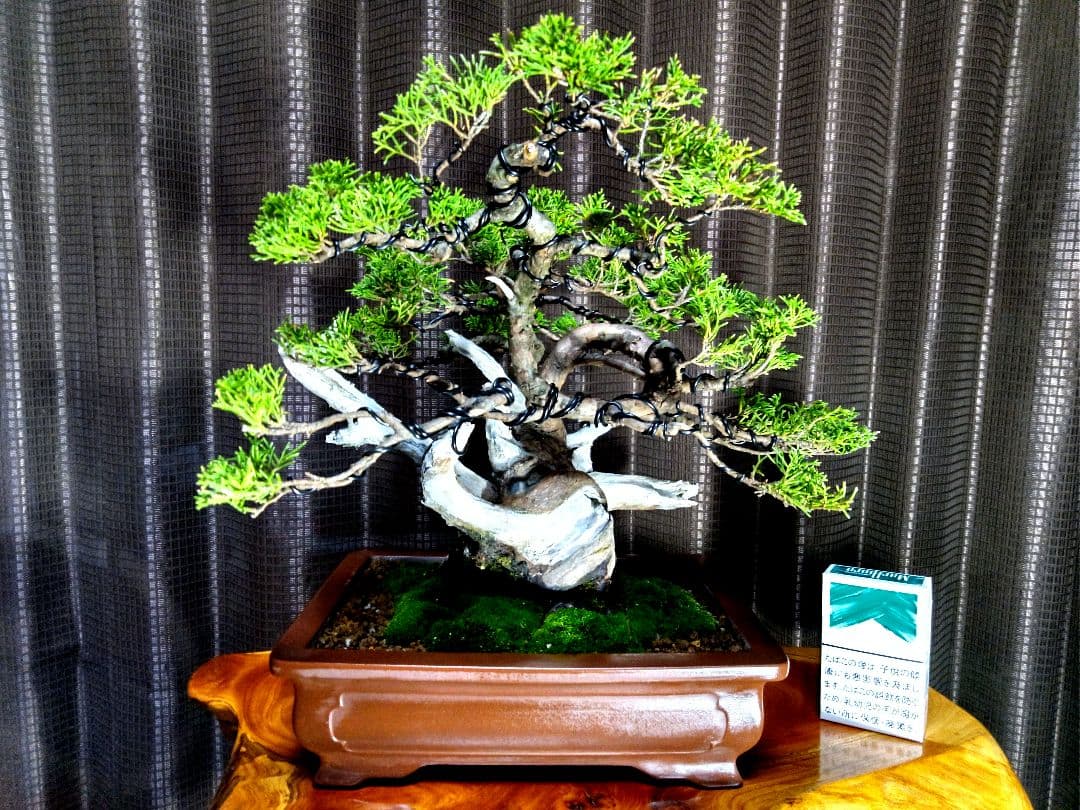 【貴風　真柏盆栽】　　　　　⭕太幹、舎利、神…価値有❗