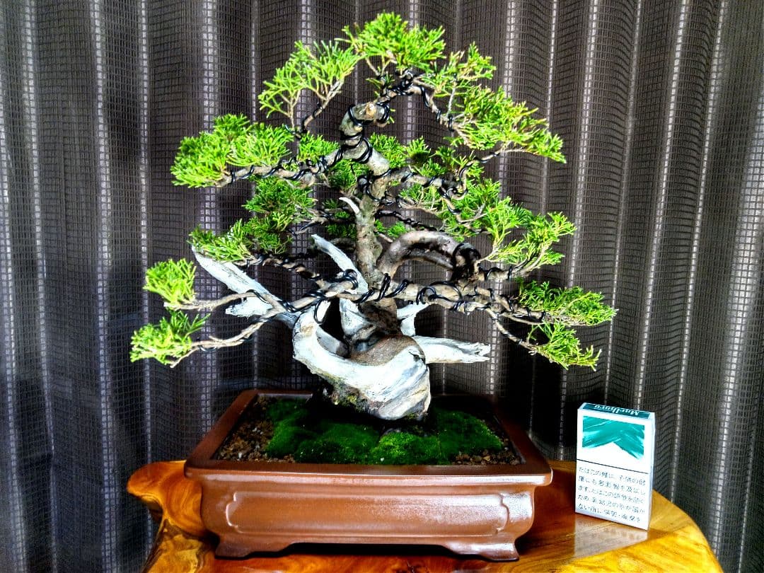 【貴風　真柏盆栽】　　　　　⭕太幹、舎利、神…価値有❗