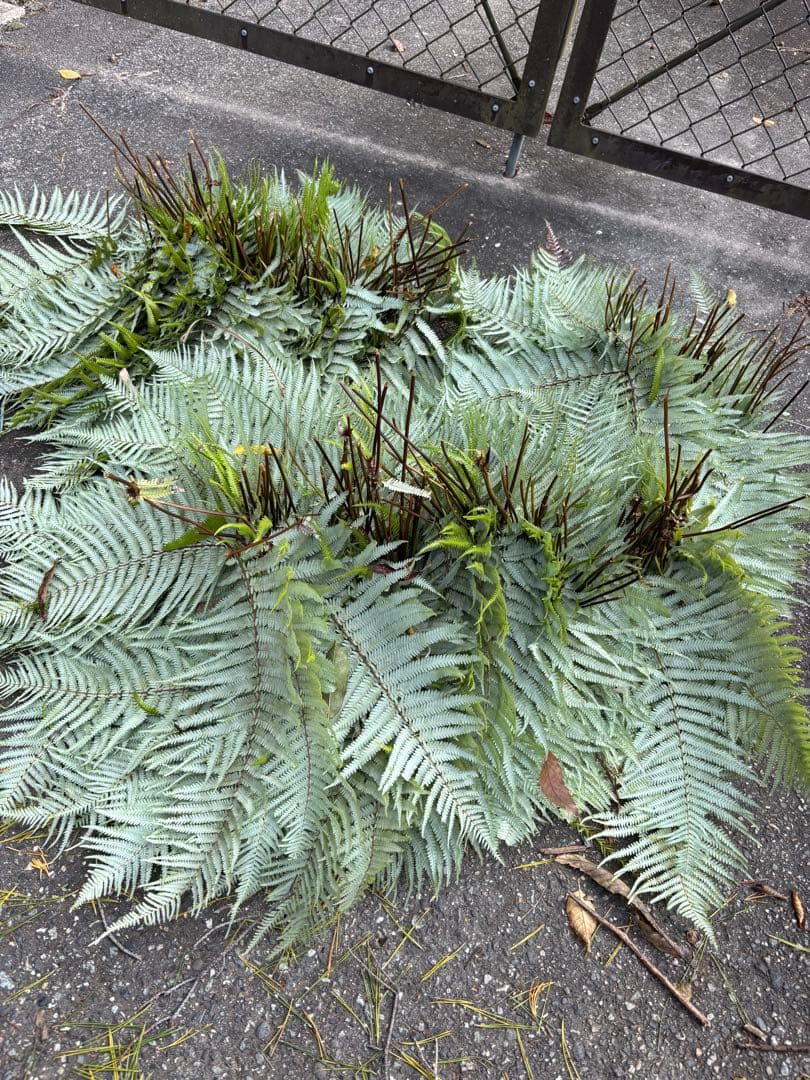 ウラジロシダ　裏白シダ　裏白　正月　しめ縄