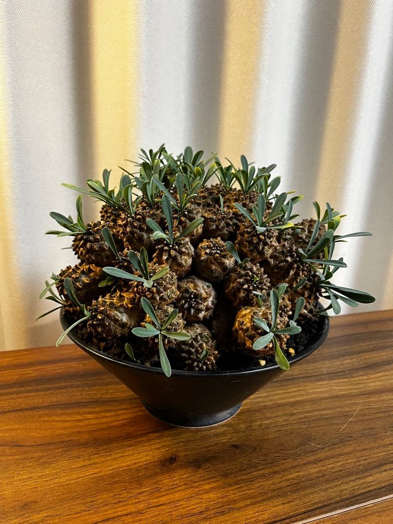 ユーフォルビア 峨眉山 大株 親株