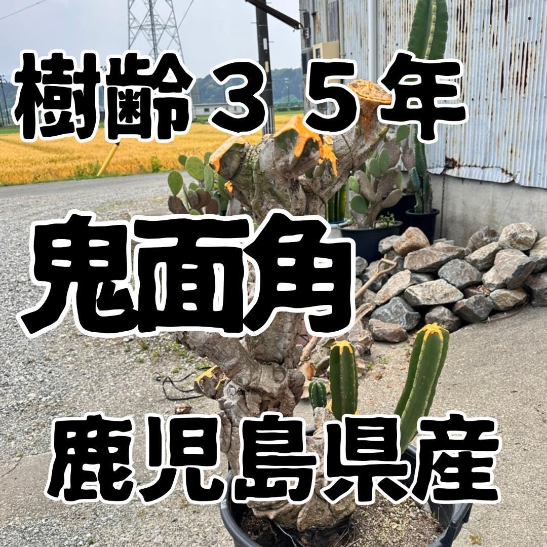 鬼面角 樹齢35年 親木 鹿児島県産柱サボテン【現品】配達します。