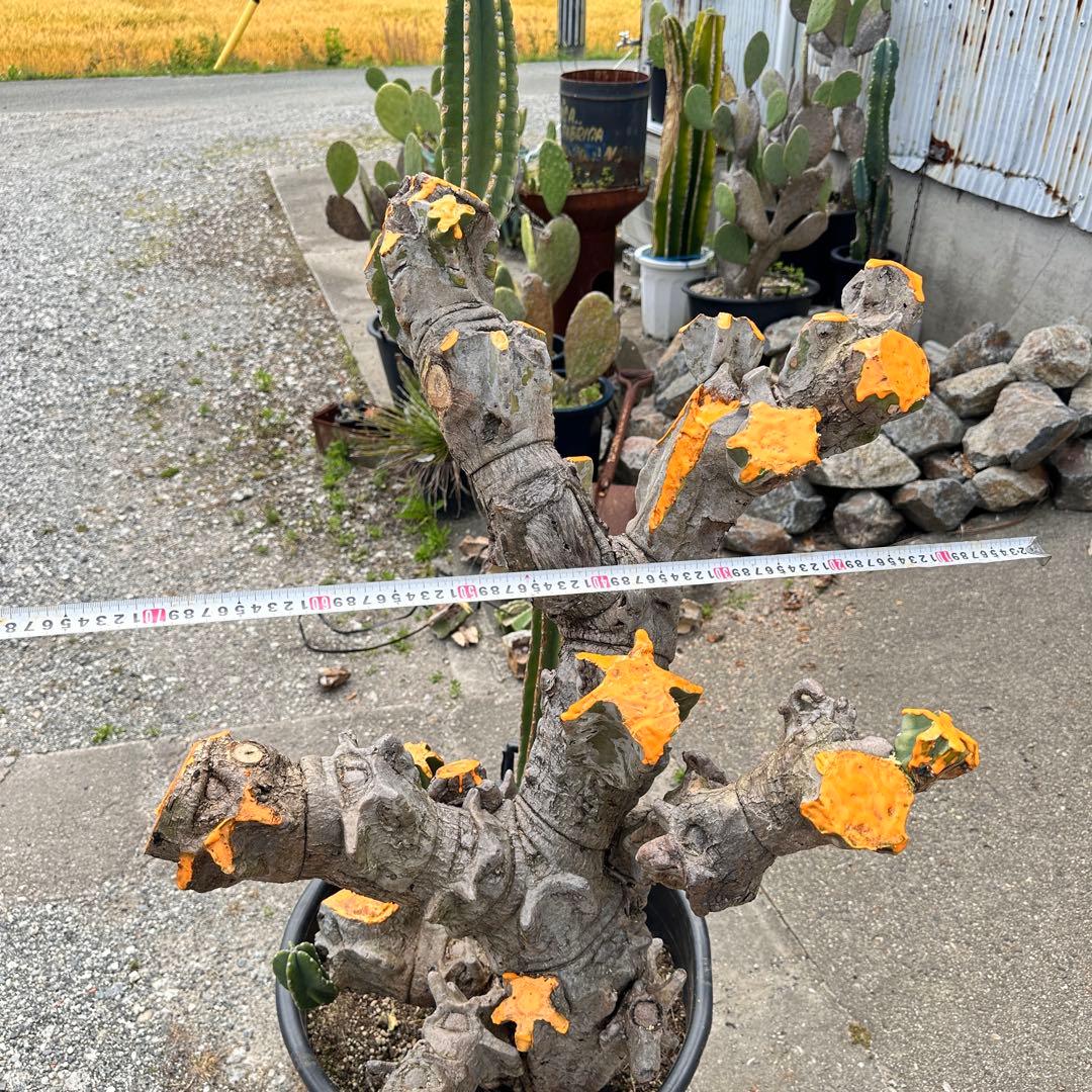 鬼面角 樹齢35年 親木 鹿児島県産柱サボテン【現品】配達します。