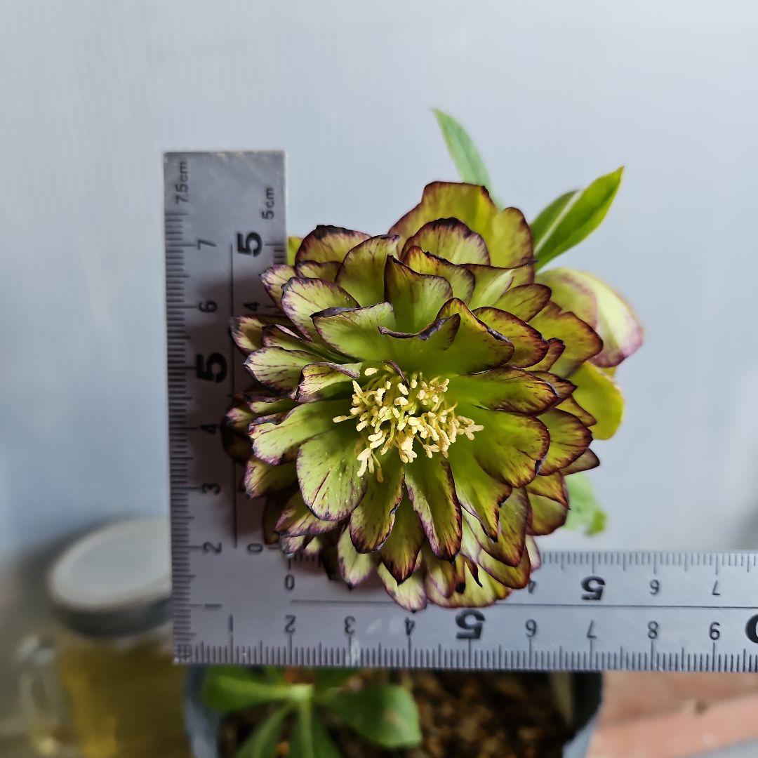 mirakohujin様ご検討苗㉖-464クリスマスローズ