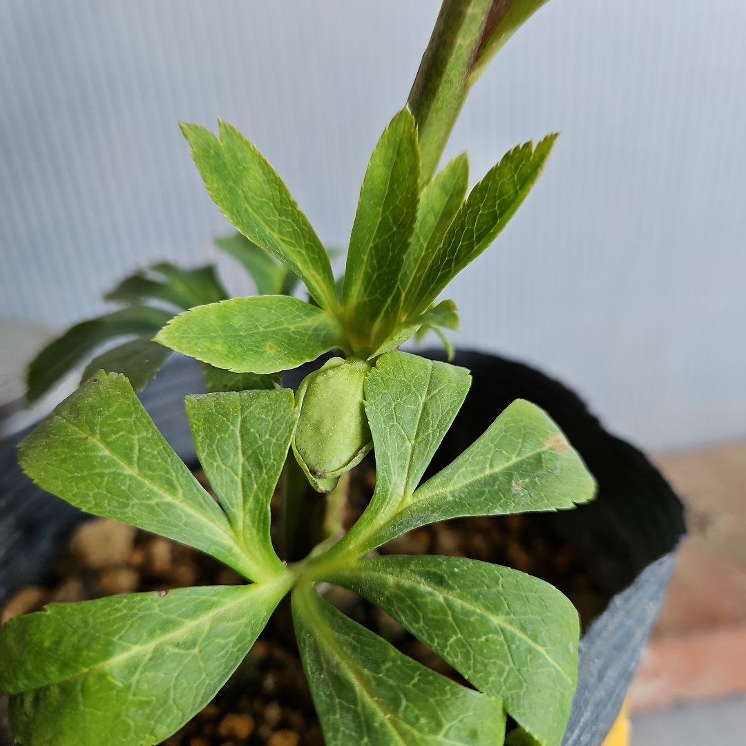 mirakohujin様ご検討苗㉖-464クリスマスローズ