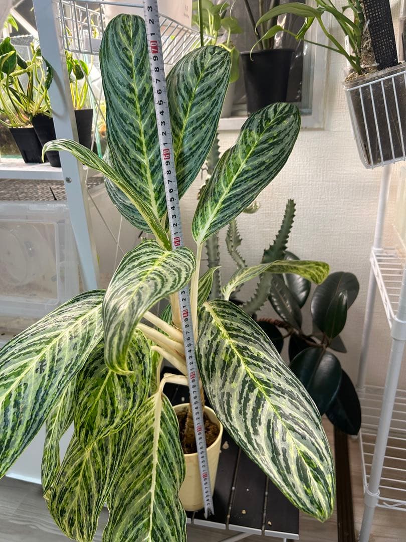 ✴︎Aglaonema 'stripes' curtisii×Manila✴︎子株有