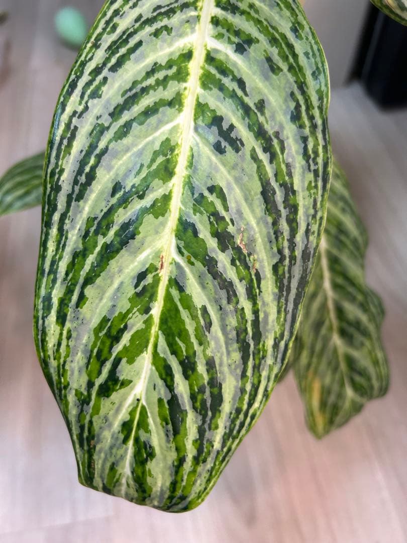 ✴︎Aglaonema 'stripes' curtisii×Manila✴︎子株有