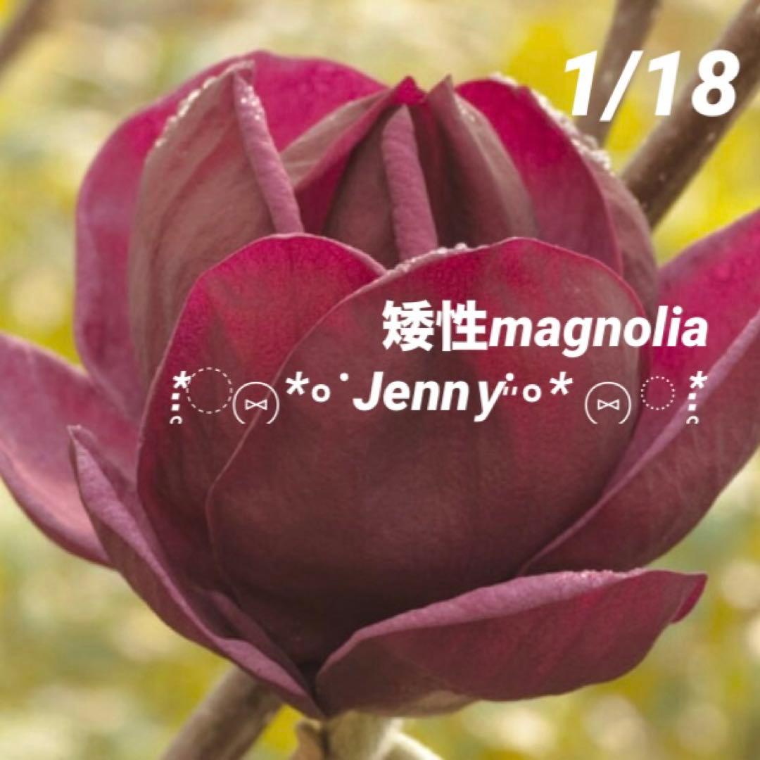 ①*:ஐ矮性で鉢栽培も可能‼︎魅力的な花色‼︎*:ஐモクレン・苗木【ジェニー】6号