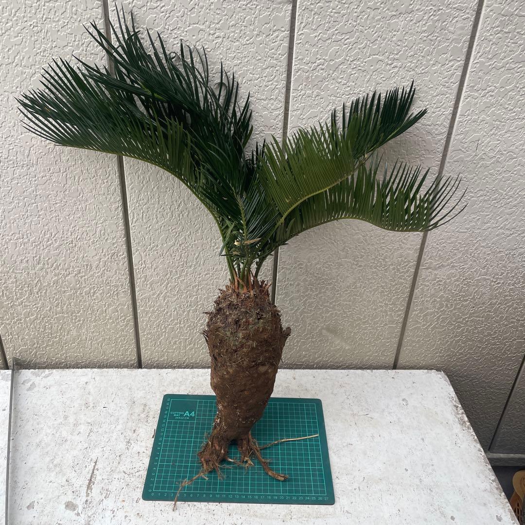 蘇鉄ソテツ根付き　大株
