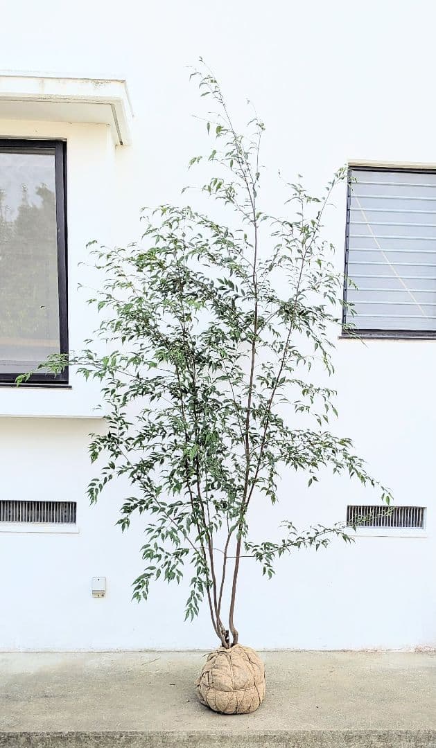 珠玉。特大山採りハイノキ。