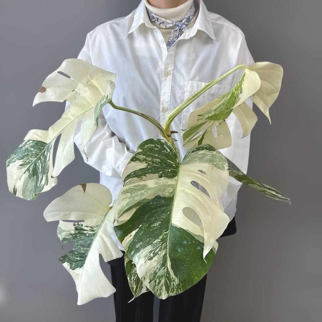 超希少❗️美株❗️モンステラ　ボルシギアナ　アルボ　ホワイトタイガー✨