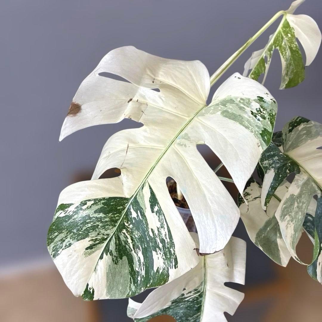 超希少❗️美株❗️モンステラ　ボルシギアナ　アルボ　ホワイトタイガー✨