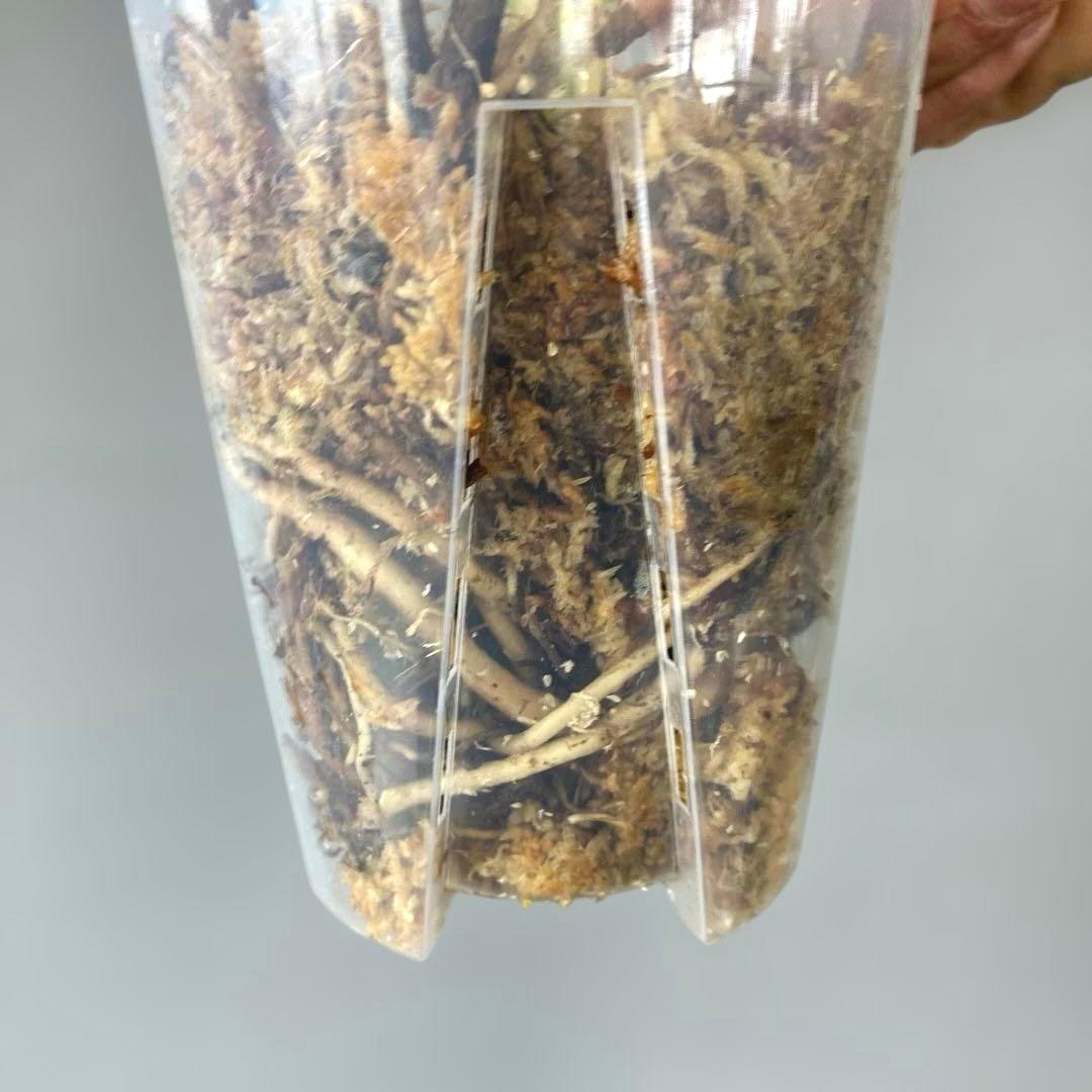 超希少❗️美株❗️モンステラ　ボルシギアナ　アルボ　ホワイトタイガー✨