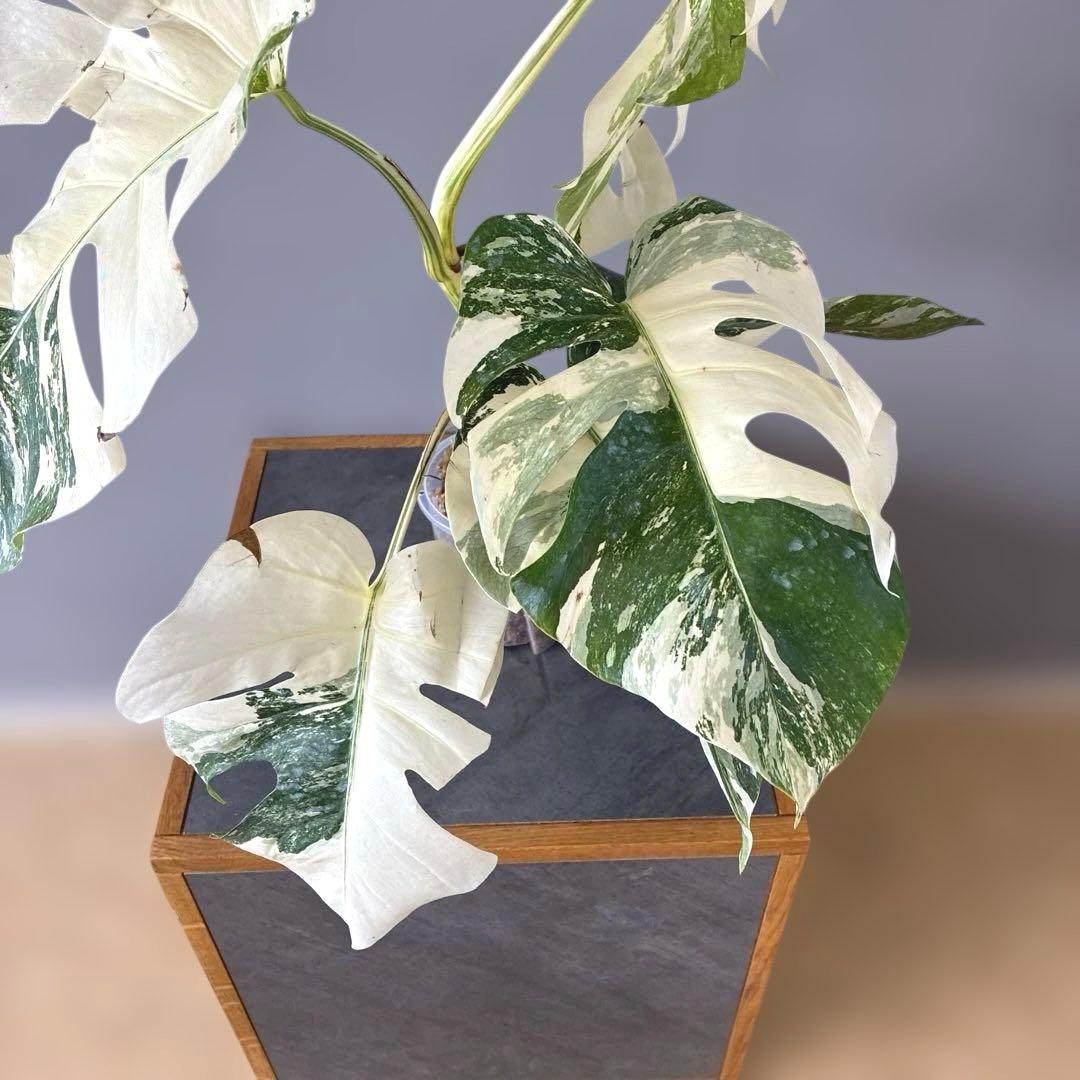 超希少❗️美株❗️モンステラ　ボルシギアナ　アルボ　ホワイトタイガー✨