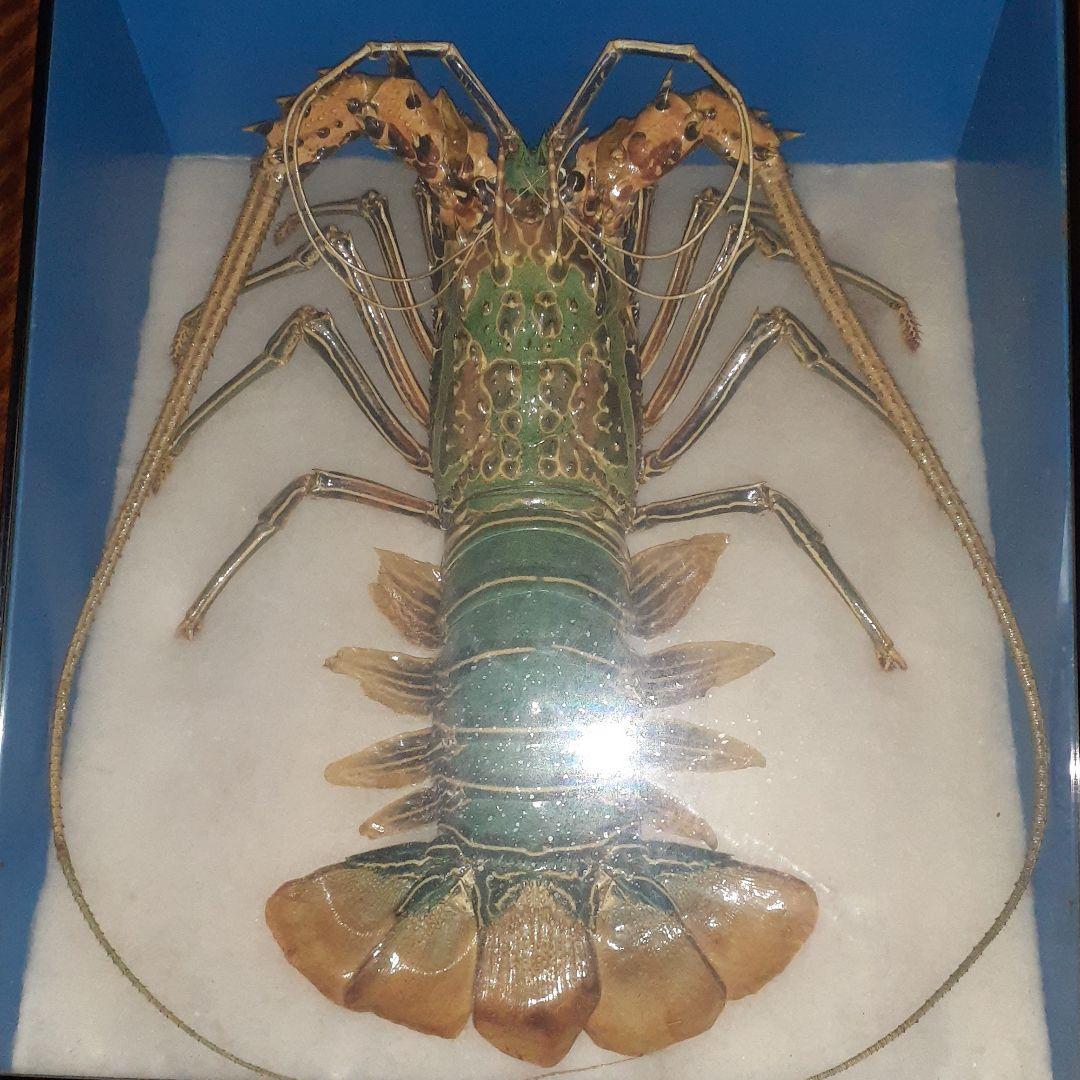 巨大海老の飾り物