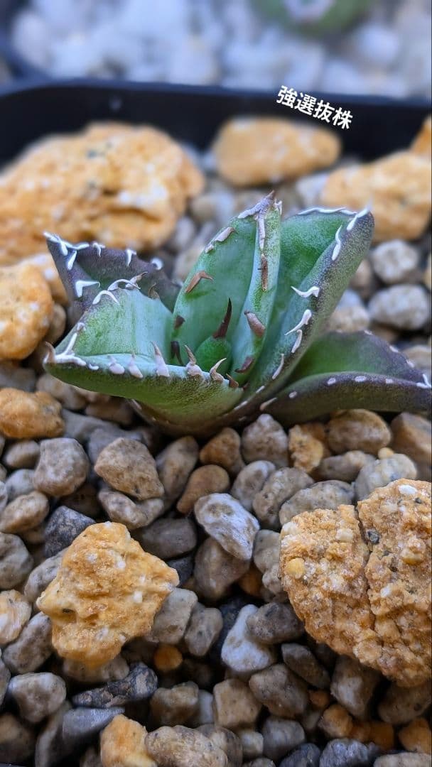 選抜株アガベ　オテロイ　実生選抜