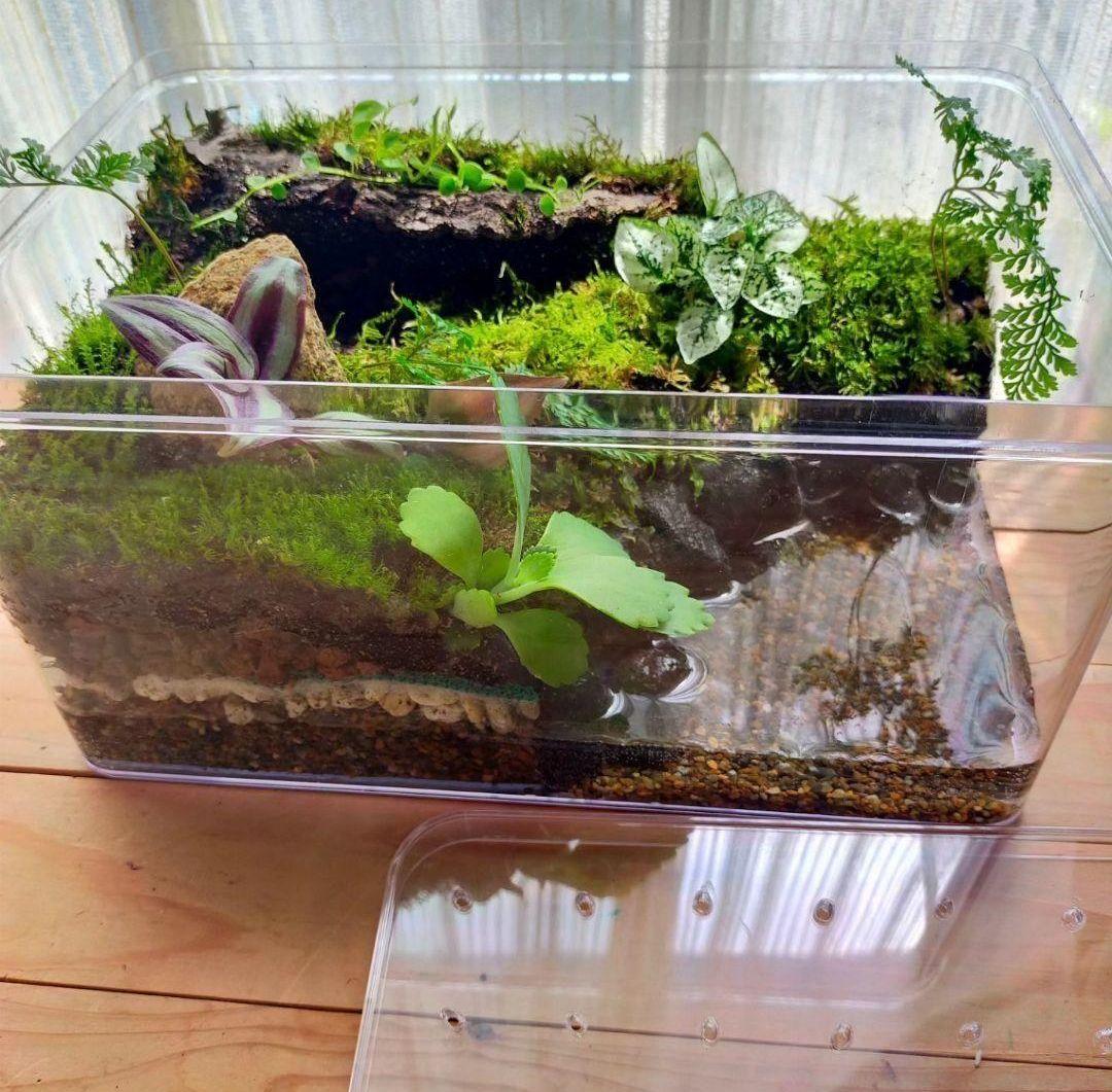 隠れ家つき自然の中の飼育箱、ケースの中の苔テラリウム