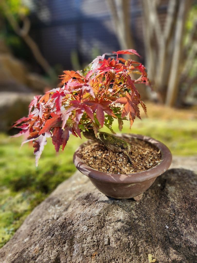 もみじ　盆栽　小品盆栽　鉢