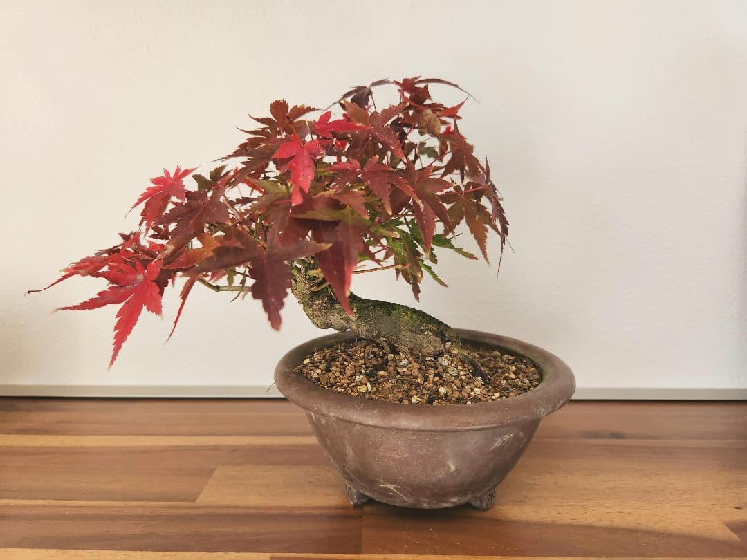 もみじ　盆栽　小品盆栽　鉢