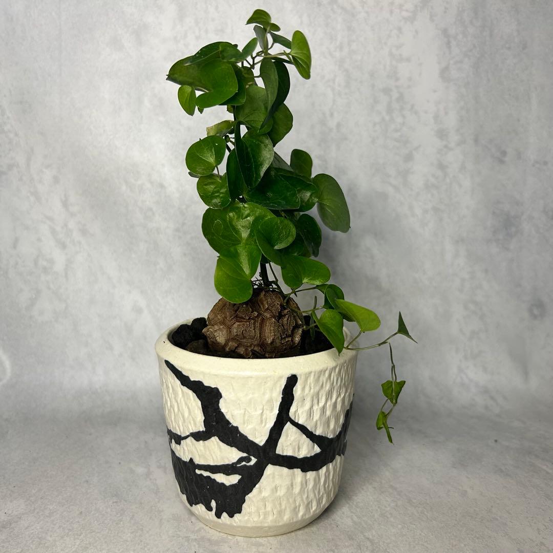 亀甲竜 (鉢入り) 4.5cm越え バキボコ割れ ディオスコレア　塊根植物