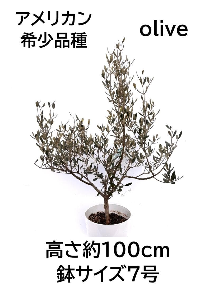 オリーブの木　アメリカン　7号　約100cm　K-295　希少品種　現品掲載