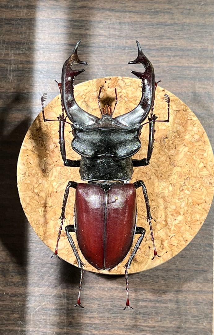 ケルブスミヤマ クワガタ 標本