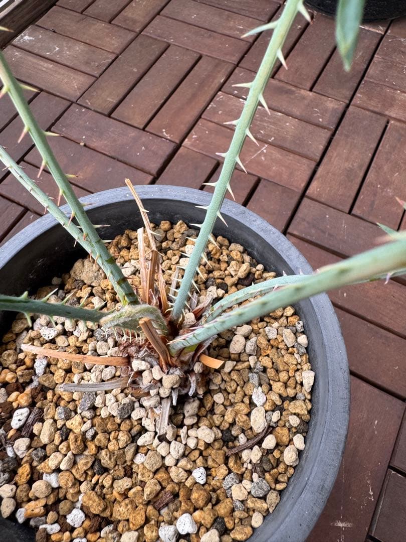 サイカス　カイルンシアナ