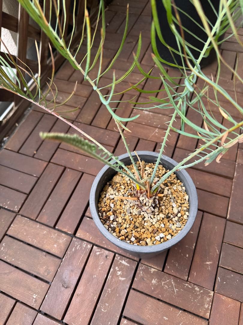 サイカス　カイルンシアナ