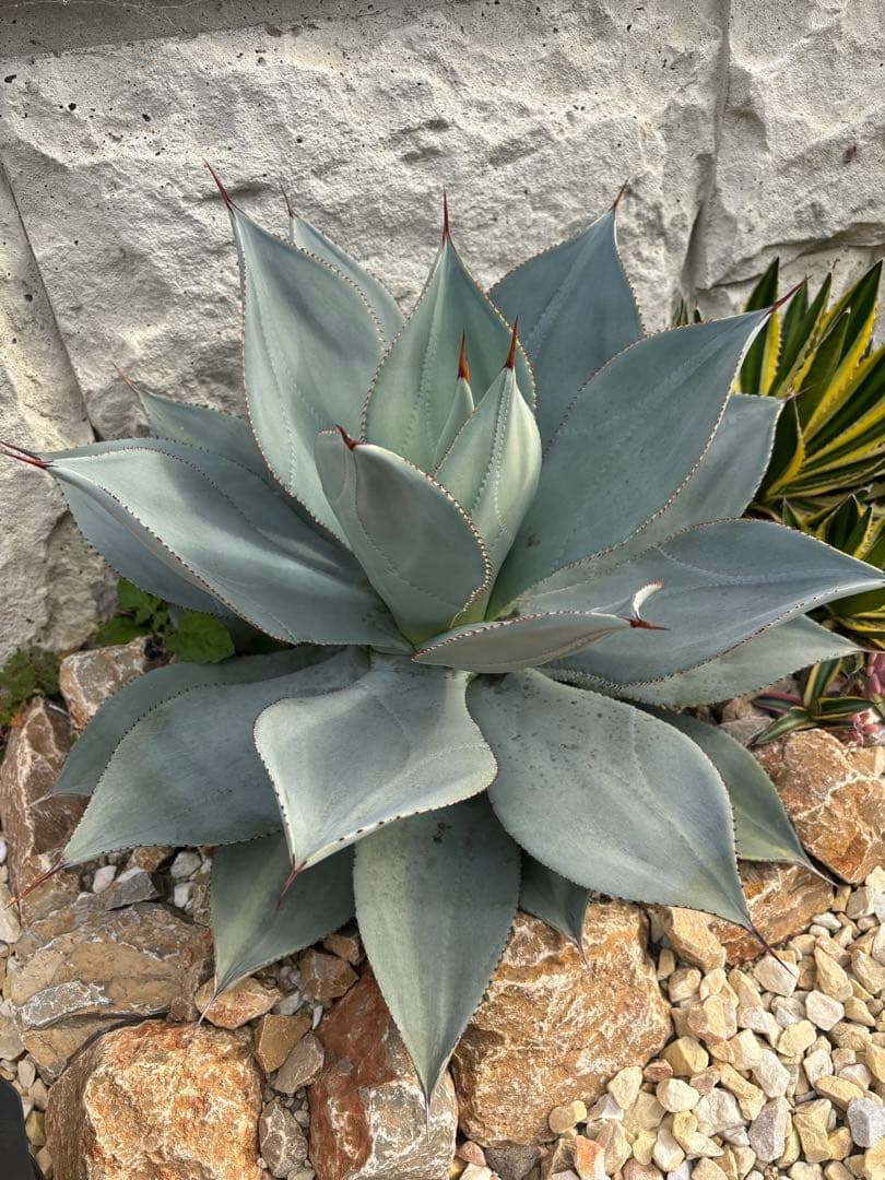 パリートランカータ大株