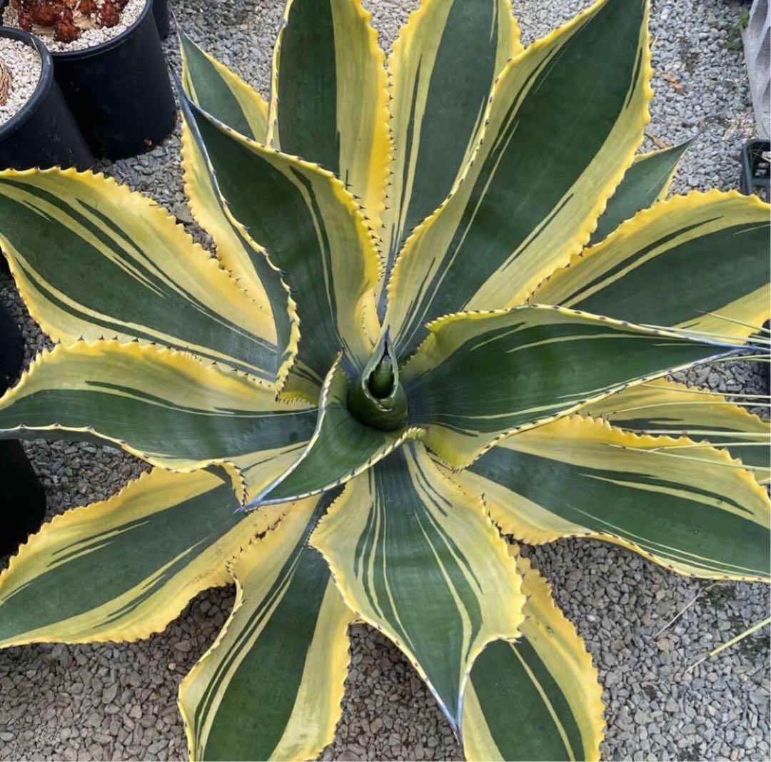 ①アガベ　サルミアナ　リップルエフェクト