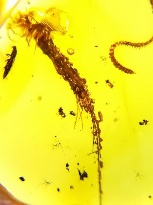 琥珀 虫入り 天然 アンバー  罕石卵  天然石  ムカデ 百足  甲虫
