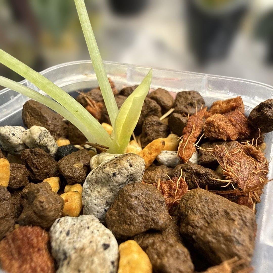 超希少 アロカシア ネブラ ピンクフルミント