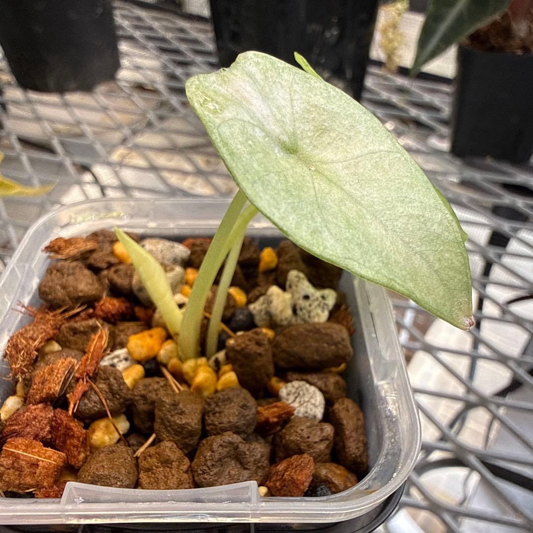 超希少 アロカシア ネブラ ピンクフルミント